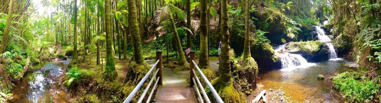 hawaii tropical botanical garden, waterfall, bamboo, big island,
