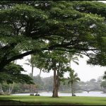 Banyan trees in Hilo, Hawaii. Photo credits: Leahleaf on Flickr| Beautiful Banyan trees decorate the state park across from Hilo Bay.