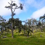 Hualalai Hikes