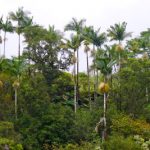 Palm trees, Hilo