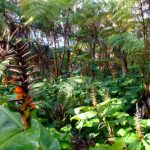 volcano village rain forest