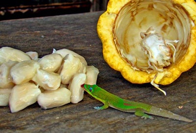 Gecko with cacao beans