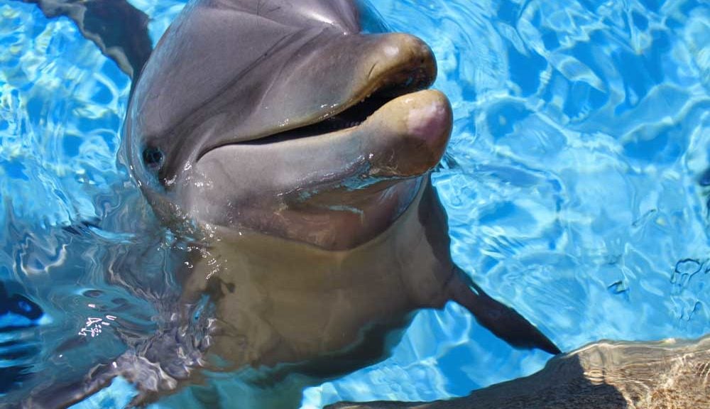 Dolphins in the Water around Hawaii
