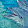 swim with dolphins