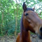 horseback_riding