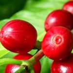 kona-coffee