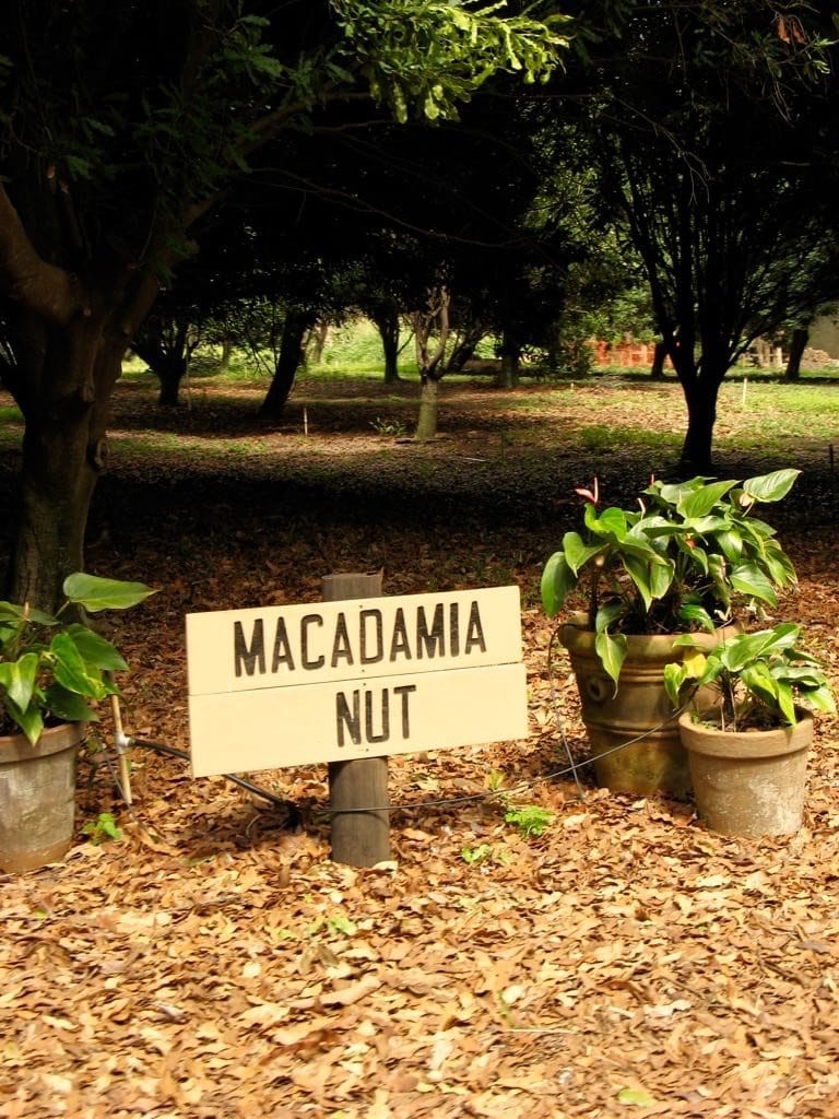 macadamia nut orchard, hawaii, big island