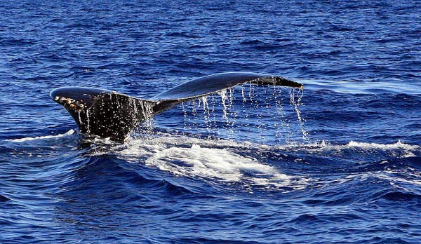 Whale tail slap