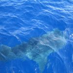 whale_watching