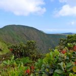 Look into Waipio valley from the back, with ohia lehua flowers in the foreground