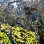 Forest on the slopes of the Hualalai volcano on the Big Island of Hawaii