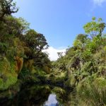 Mirror pond on the Big Island