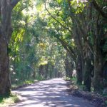 Scenic road in Puna leading to Isaac Hale beach park
