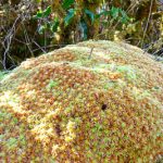 Mosses on the Kohala coast