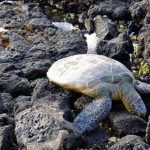 Green sea turtle (Honu in the Hawaiian language) on Punalu'u beach