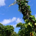 Scenic roads in Puna on the Big Island of Hawaii