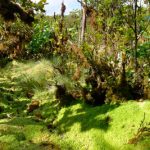 Hiking the Kohala coast behind Waipi'o valley