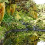 Mirror pond somewhere on the Kohala volcano