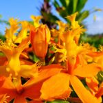 The wet and warm climate of Puna makes it an ideal environment for tropical flowers