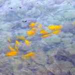 Golden fish in Kona bay