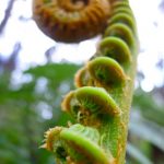 Young fern in the Hawaii Volcanoes National Park