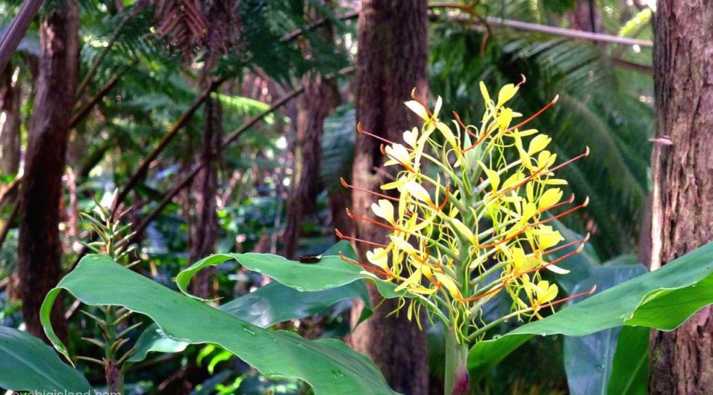 kahili ginger, flower, hawaii