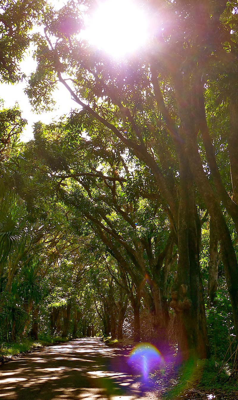 Mango Road in Puna