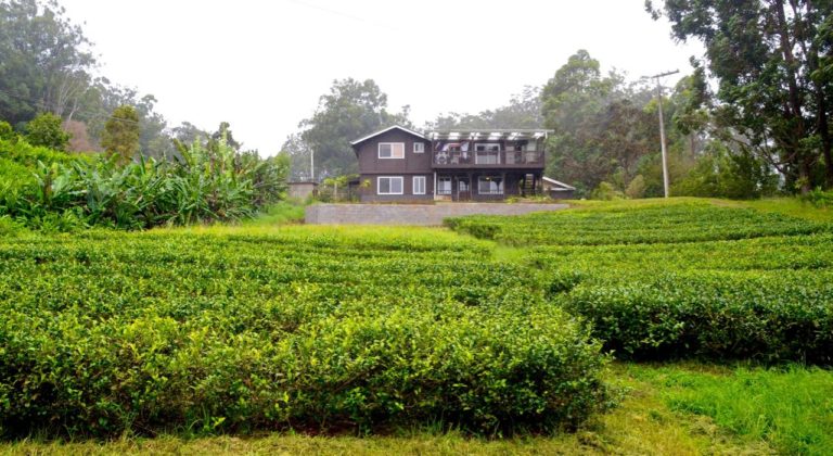 mauna kea tea, tea farm, big island, hawaii, tea tour