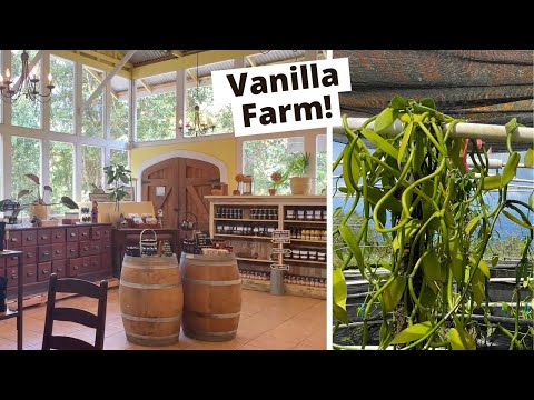 Vanilla Farm in Hawaii?! Hawaiian Vanilla Company Lunch and Tour