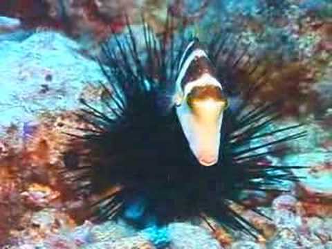 For The Sea - talking animals - Hawaii Reef psa