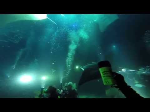 Manta Ray Night Dive With Torpedo Tours, Kona, HI