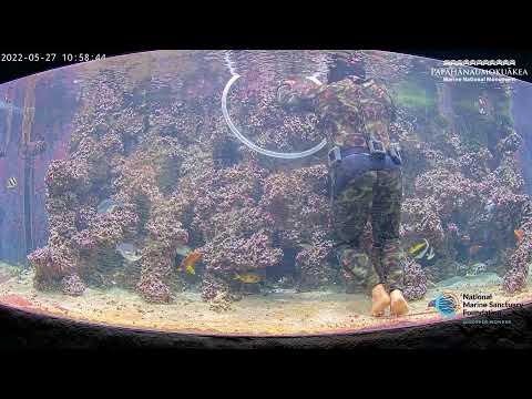 Mokupapapa Discovery Center Aquarium Live Stream