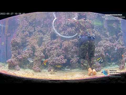 Mokupapapa Discovery Center Aquarium Live Stream