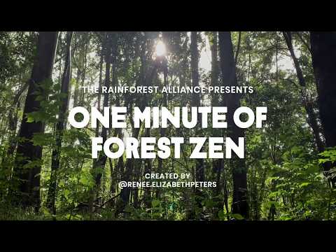 One Minute of Forest Zen – Makawao Forest Reserve