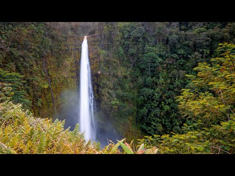 ʻAkaka Falls Loop Trail - Silent vlog with ambient sound of the falls and its environment [Jan 2021]