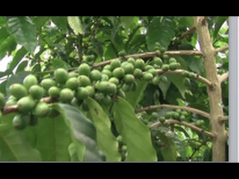 Kona Coffee, NBC NEWS