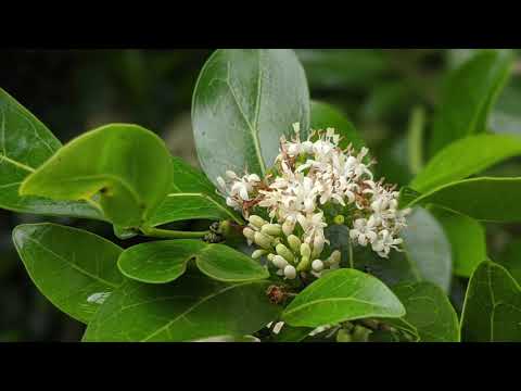 Amy B. H. Greenwell Ethnobotanical Garden