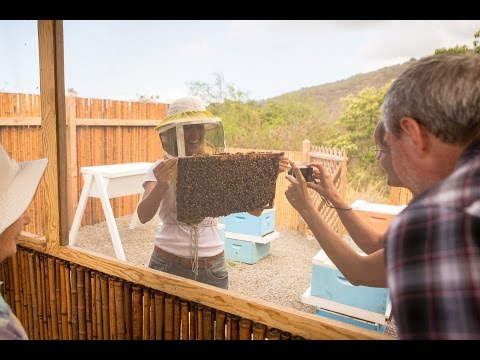 Take Our Beekeeping &amp; Honey Tour