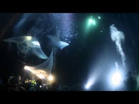 Kona Manta Ray Night Dive