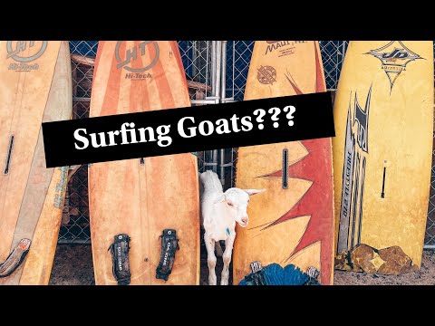 SURFING GOAT DAIRY FARM // Maui, Hawaii