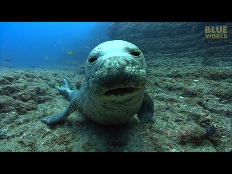 Hawaiian Monk Seals | JONATHAN BIRD&#039;S BLUE WORLD