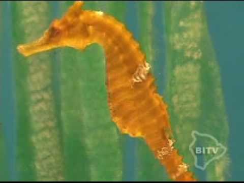 Ocean Rider Seahorse Farm and Daily Tours - Kona Hawaii