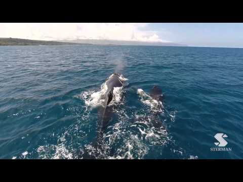 Drone Whale Watching Hawaii