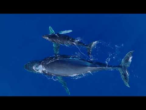 Gone Whale Watching in Maui 2022