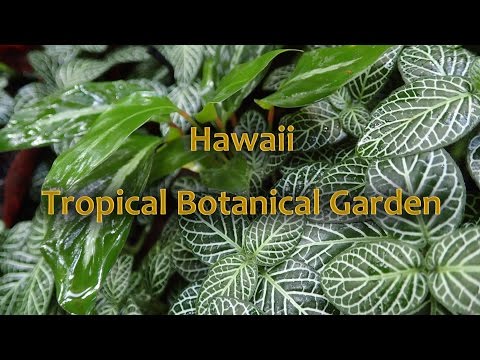 Hawaii Tropical Botanical Garden - Big Island, Hawaii