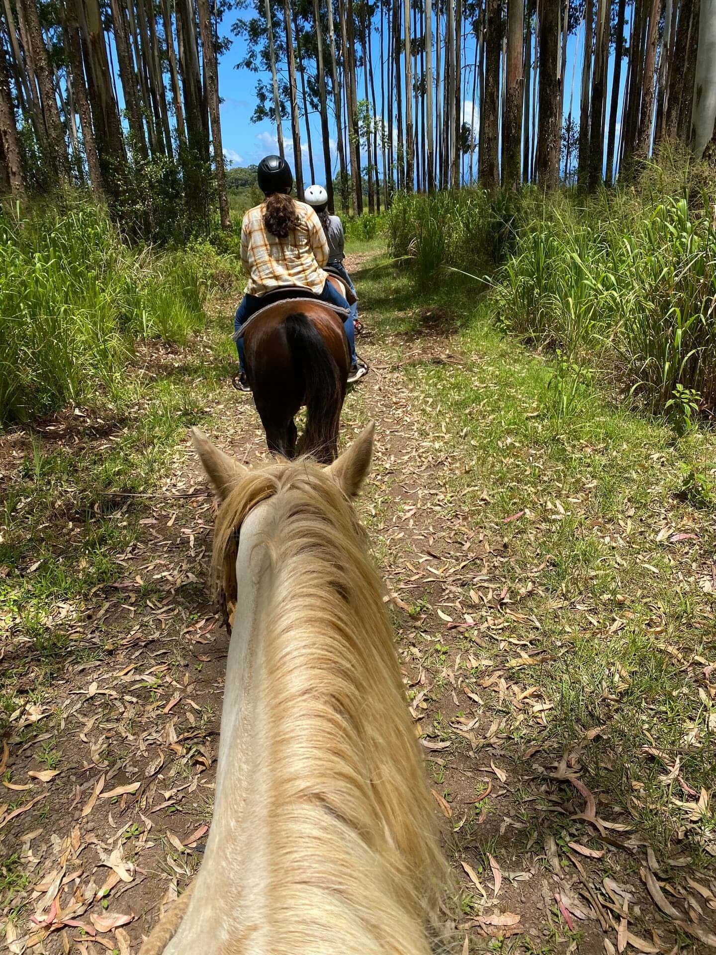 Hamakua Coast Horseback Riding Tour With Pizza Lunch 3 Hours 159 Hamakua Coast Horseback Riding Tour With Pizza Lunch 3 Hours 159