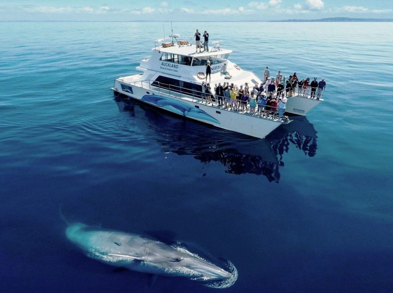 whale watching cruise big island hawaii