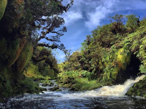 Somewhere in Kohala….
