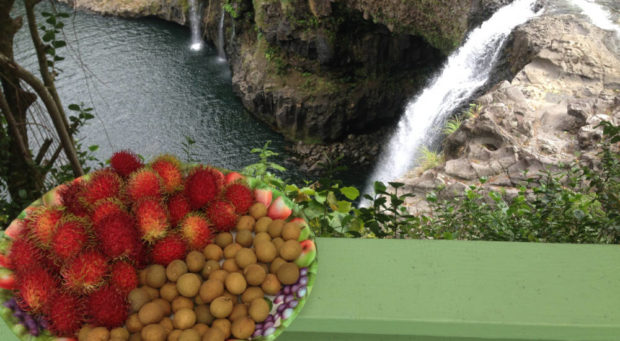 rainbow falls overlook with fresh fruit
