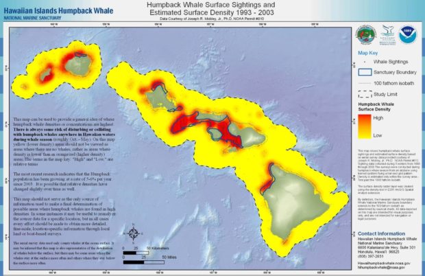 Humpback whales sightings on Hawaii